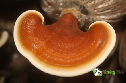 Remedies from Red Ganoderma lucidum mushroom