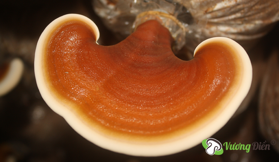 Remedies from Red Ganoderma lucidum mushroom