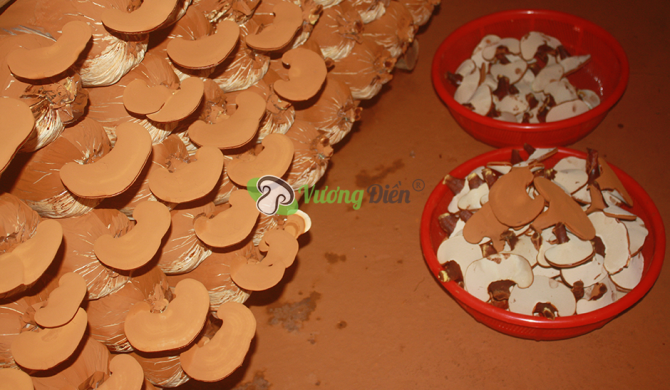 Vietnam Ganoderma Mushroom – 10 health benefits