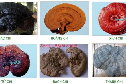 Types of Ganoderma Mushrooms