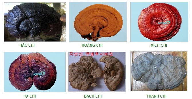 Types of Ganoderma Mushrooms